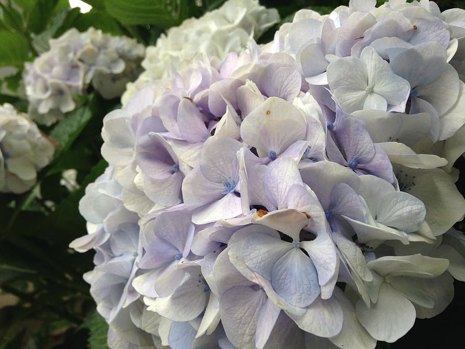 hydrangea, june, flower, flowering plant, fragility, vulnerability HD wallpaper