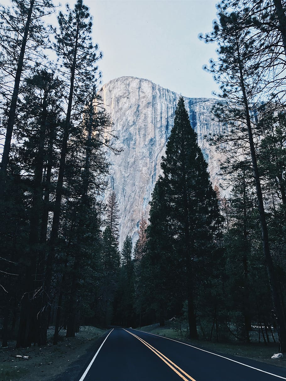 landscape photo of a trees and mountain, asphalt road surrounded by tall trees HD wallpaper