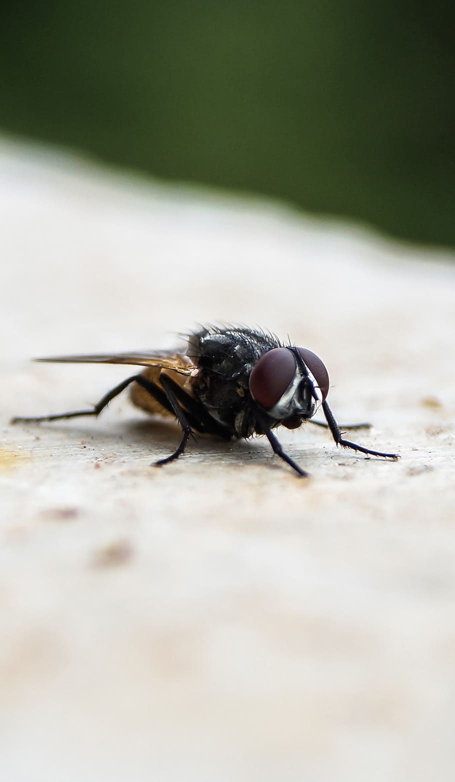 insect, focused, sitting, nature, outdoor, bug, invertebrate HD wallpaper