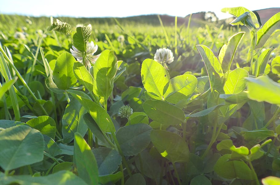 clover, flower, sheet, bloom, sunny, flowers, summer, herbs HD wallpaper