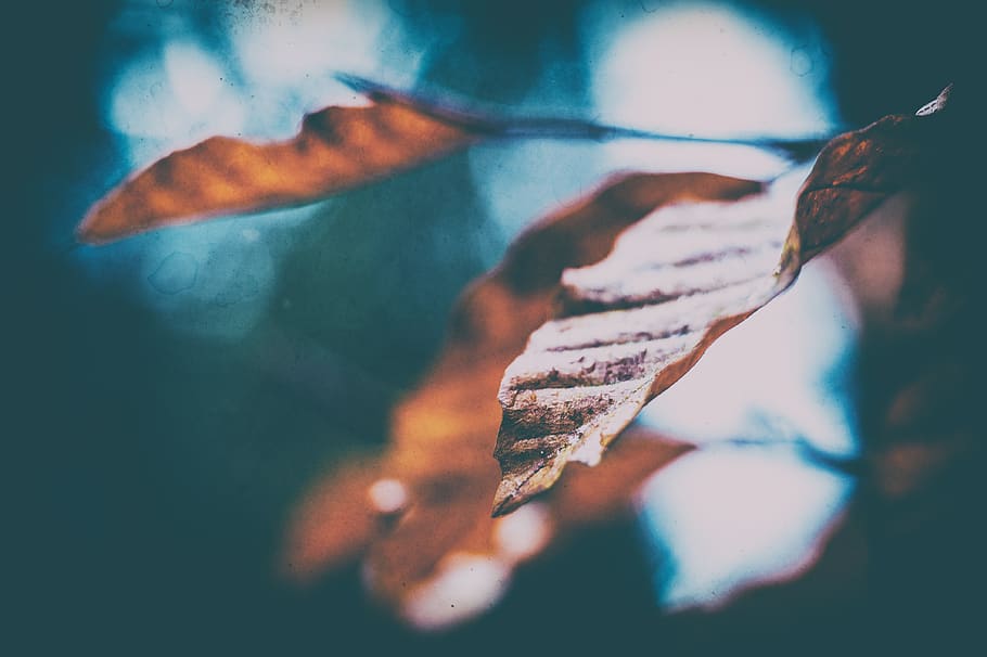 macro, sheet, nature, flora, close-up, plant part, leaf, one person HD wallpaper