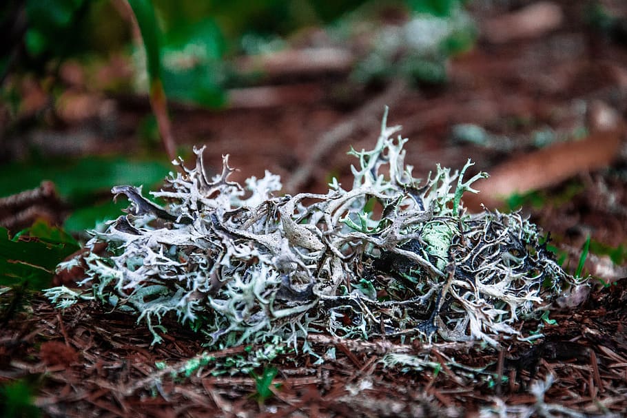 nature, sheet, plant, tree, wood, environment, moss, krupnyj plan HD wallpaper
