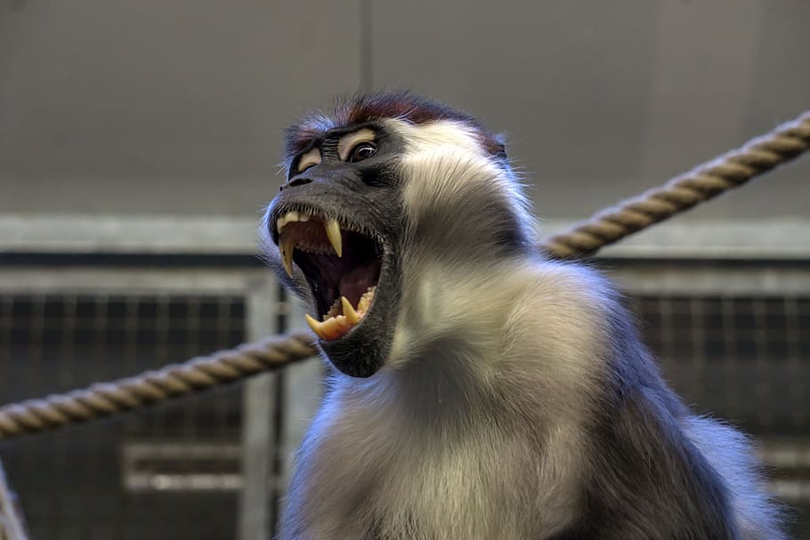 close-up photo of gray monkey opening mouth, zoo, äffchen, animal