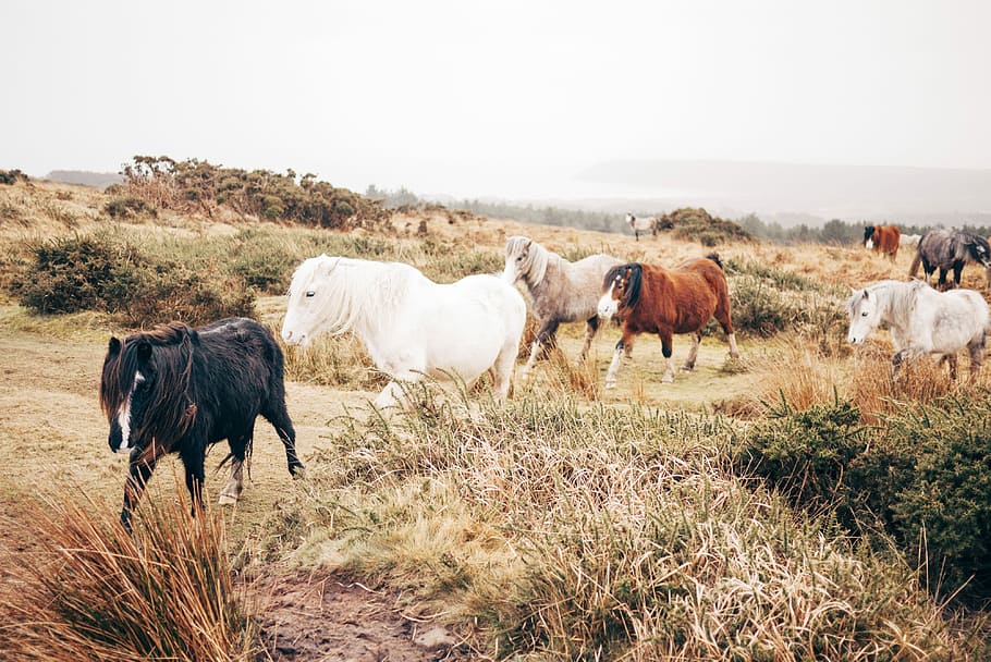 group of horse walking in plain, five horses roaming on brown field, HD wallpaper