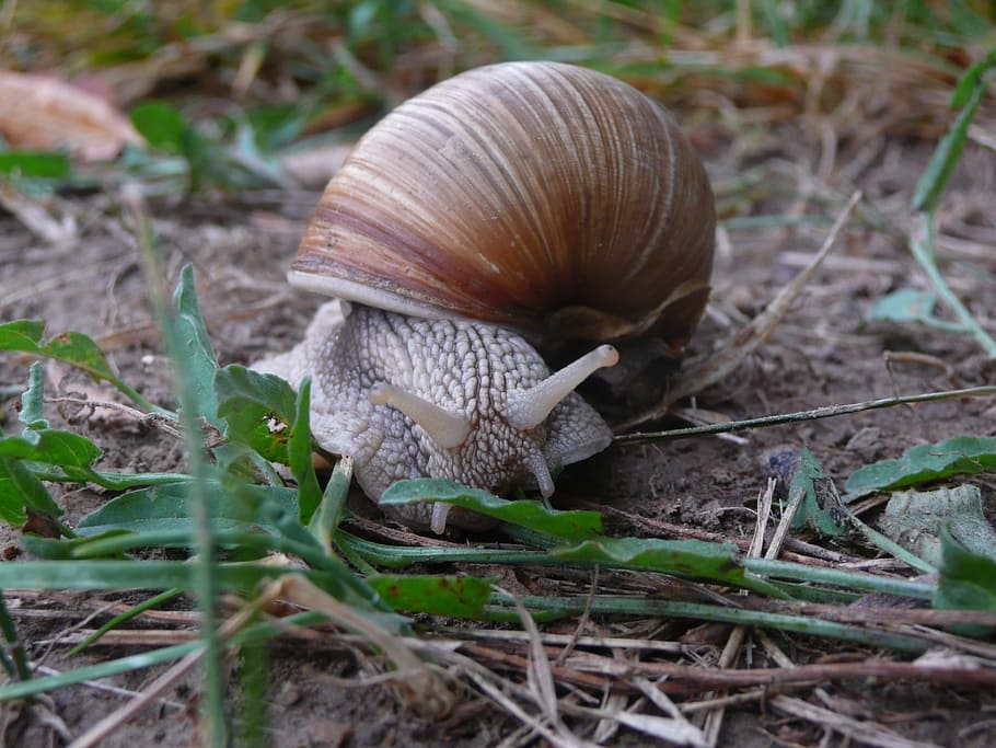 snail, grass, background, animal, nature, macro, mollusk, gastropod HD wallpaper