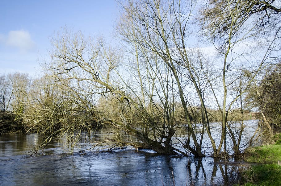 river, floods, water, trees, fallen, swollen, nature, flooding HD wallpaper