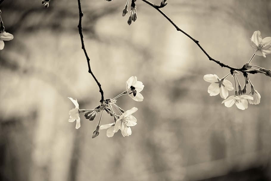 Cherry Blossom, Flowers, Spring, Branch, bee, blur, nature HD wallpaper