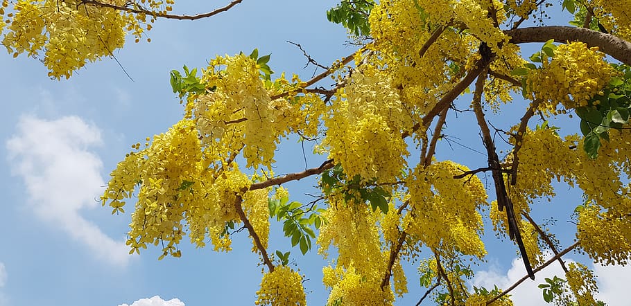 cassia fistula, summer, yellow, blue day, plant, tree, sky