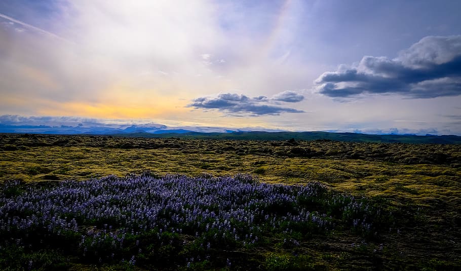 landscape, nature, sky, clouds, countryside, field, flowers, grass HD wallpaper