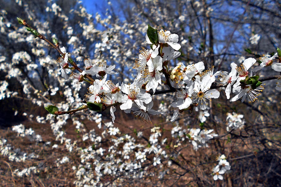 flowers, spring, tree, white, nature, plant, flowering plant HD wallpaper