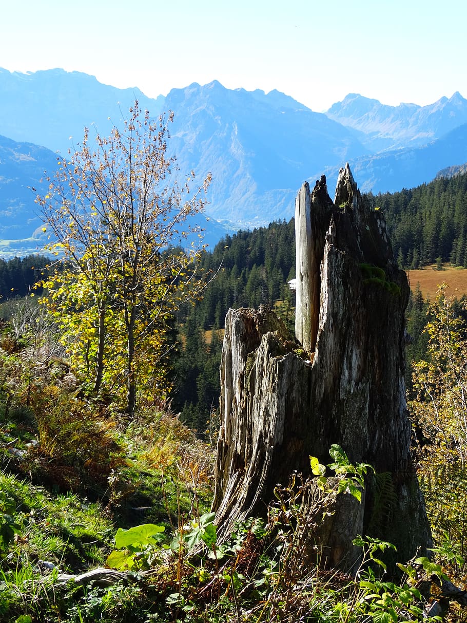 tree stump, log, storm damage, dead plant, mountain fauna, foresight HD wallpaper
