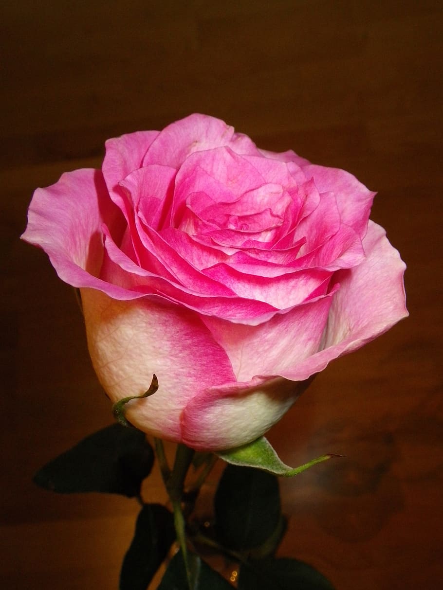 rose, pink, flower, flowering plant, beauty in nature, fragility HD wallpaper
