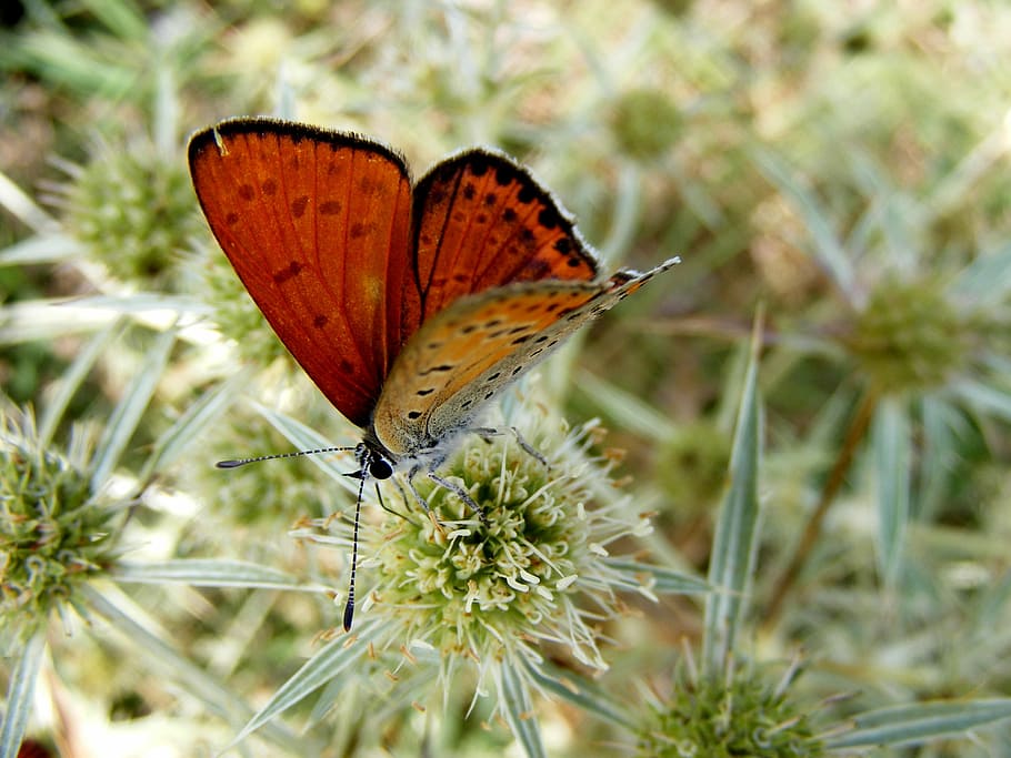 butterfly, red, insecta, grass, flower, green, nature, animal wing HD wallpaper