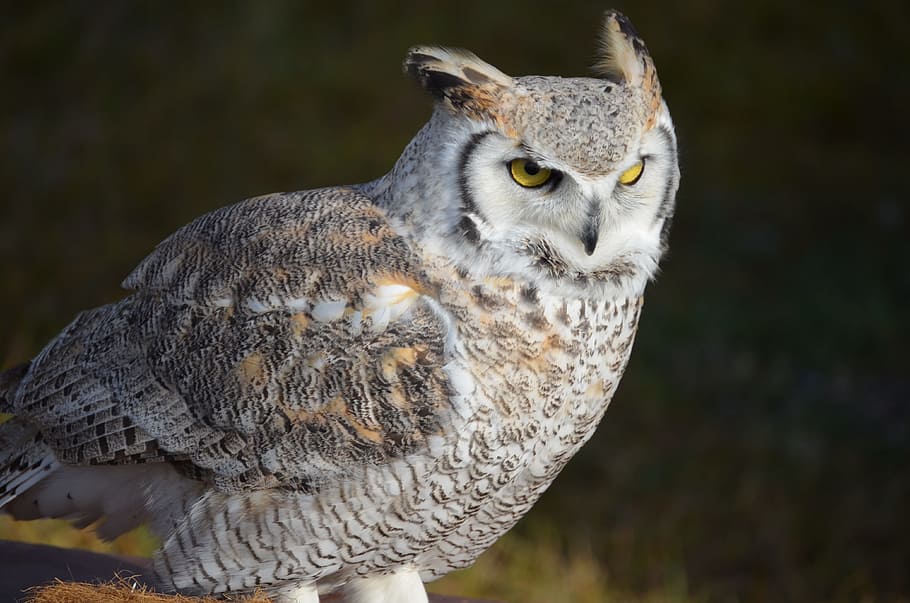 gray and white owl, snowy owl, eagle owl, bird, raptor, animal recording