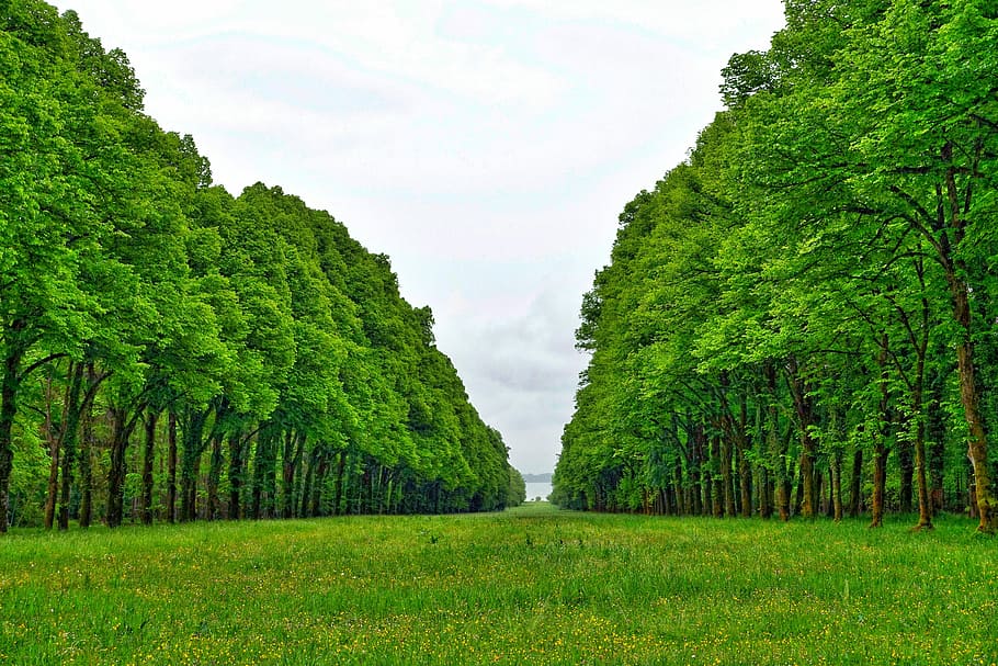 Perspective, Trees, Forest, Nature, line, green, green color HD wallpaper