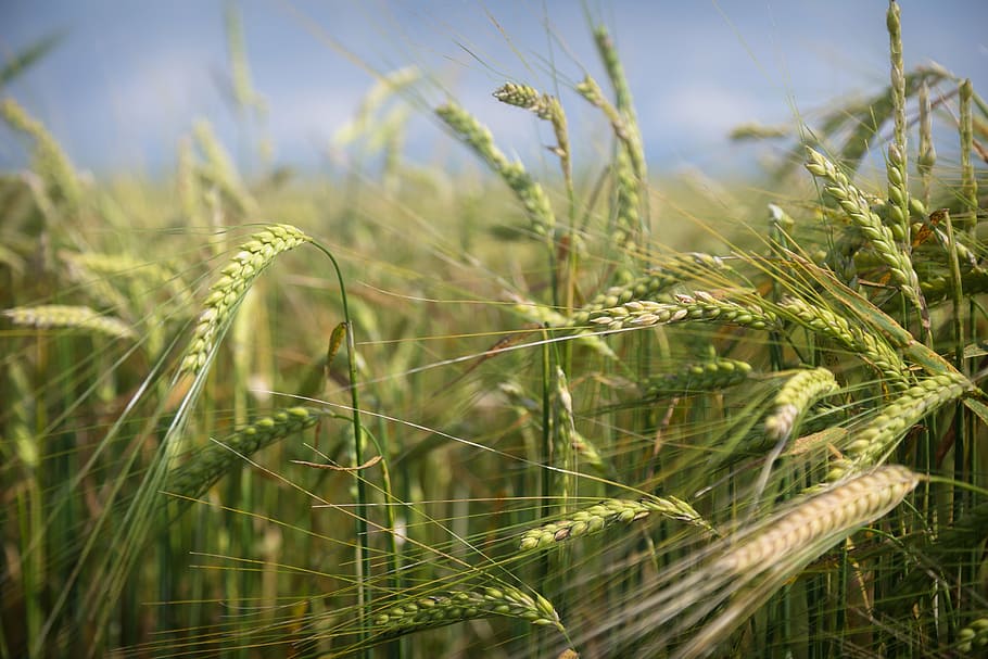 field, macro, nature, wheat, agriculture, crop, cereal plant HD wallpaper