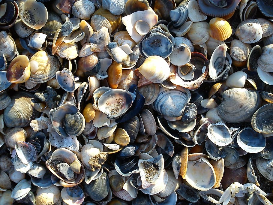 mussels, colorful, many, close, shells, mussel shells, mess, HD wallpaper