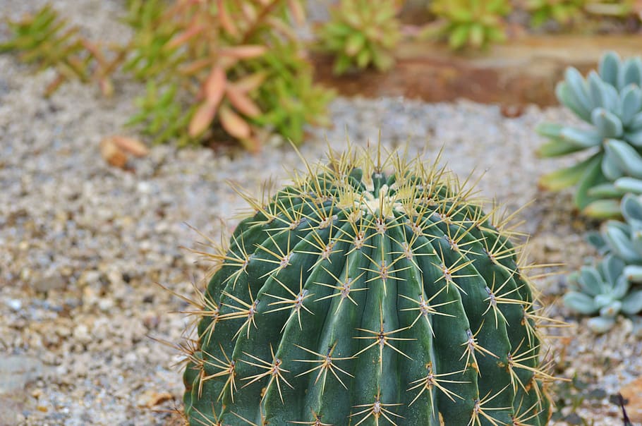 cactus, spur, green, prickly, plant, thorns, nature, pointed HD wallpaper