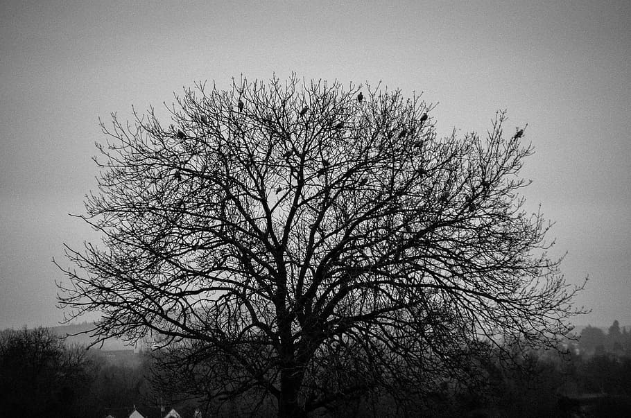 trees, branches, nature, bare tree, sky, plant, no people, low angle view HD wallpaper