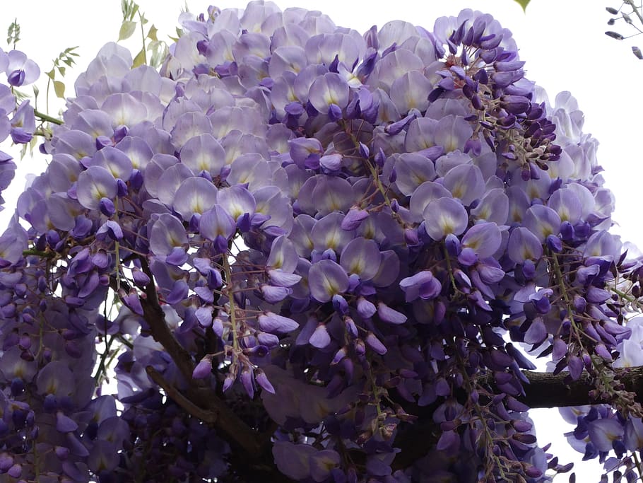 flowers, spring, beautiful, purple, flowering plant, beauty in nature HD wallpaper