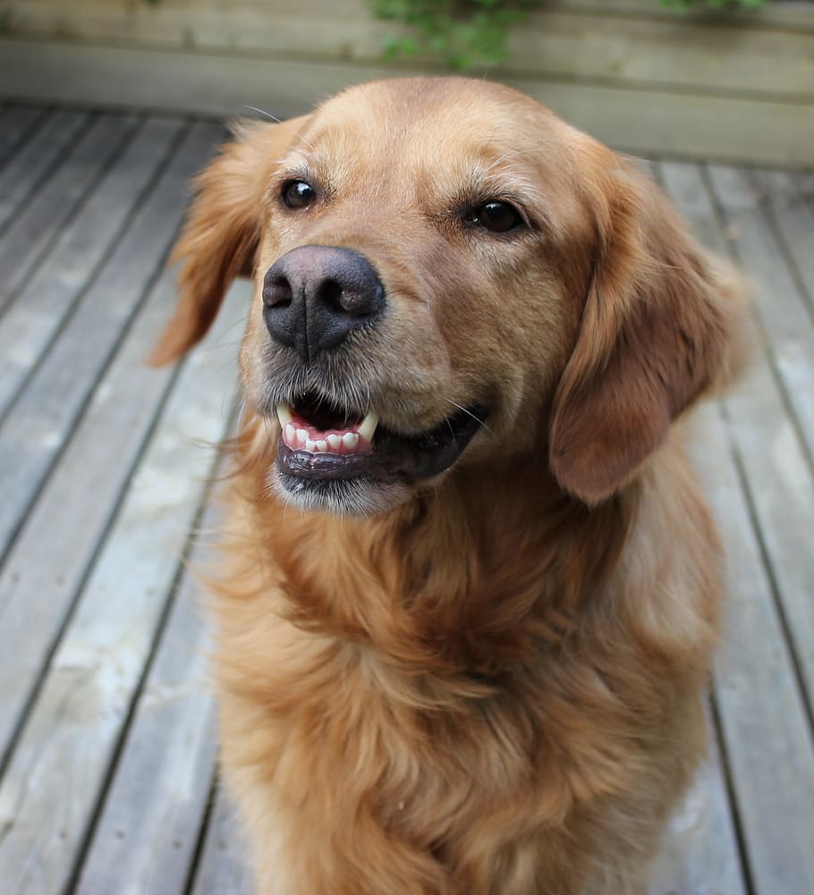 dog, smiling, happy, canine, one animal, pets, domestic, animal themes HD wallpaper