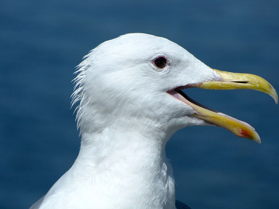 Bird, Beak, Feathers, White, Nature, seattle, washington, seagull HD wallpaper