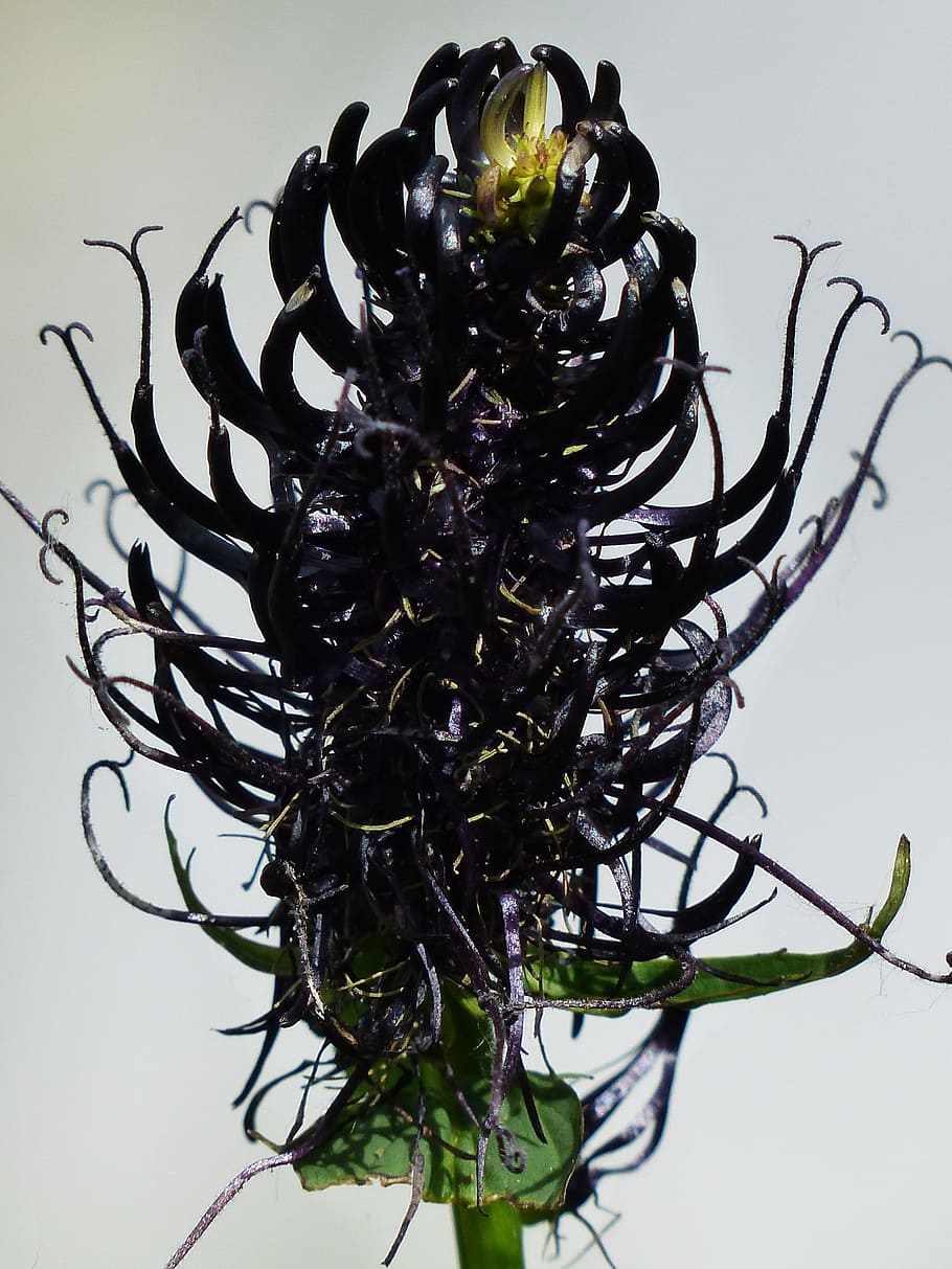Black Devil, Devil'S Claw, Blossom, Bloom, black devil's claw HD wallpaper