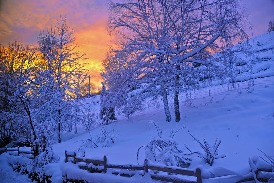 snow-covered tree during winter, sunrise, mountain, nature, vosges