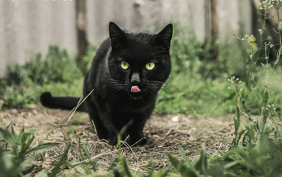 black bombay cat on green grass field at daytime, animal, cute, HD wallpaper