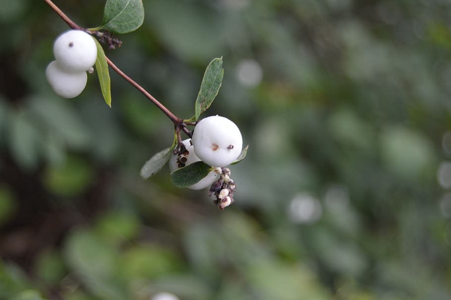 white, fruit, natural, focus on foreground, plant, close-up HD wallpaper
