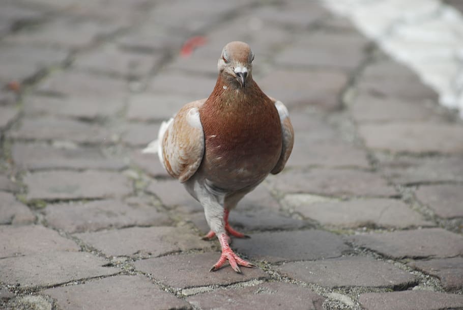 dove, bird, pavement, animal themes, one animal, vertebrate HD wallpaper