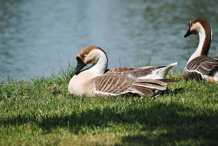Anatra, Duck, Fly, Wings, Feather, wildlife, beak, dom, outdoor HD wallpaper