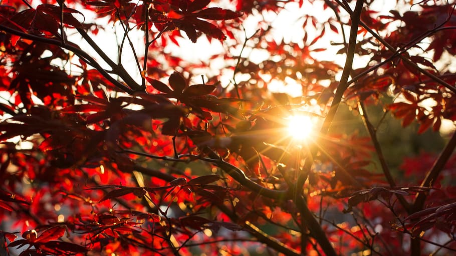 silhouette photography red leafed trees, autumn, sun, evening HD wallpaper