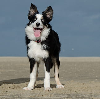 border collie standing on sand, beach, funny, windy, young border collie HD wallpaper