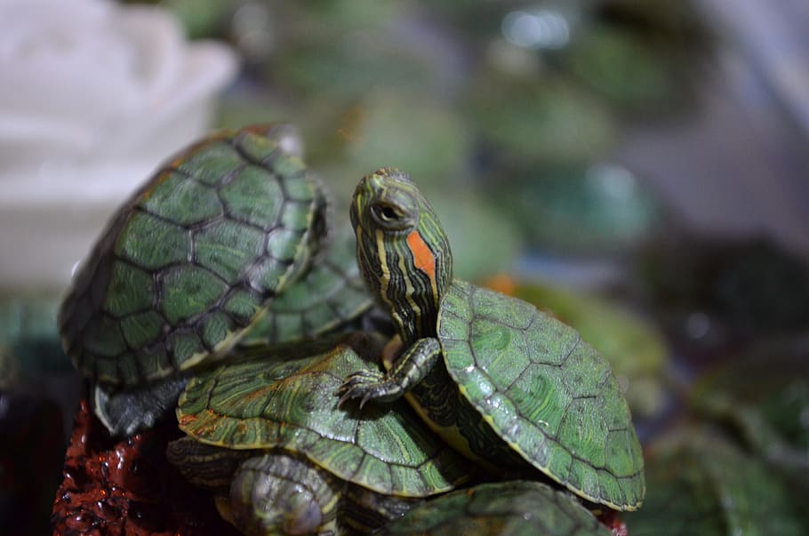 turtles, green, macro, animal, animal themes, animal wildlife HD wallpaper