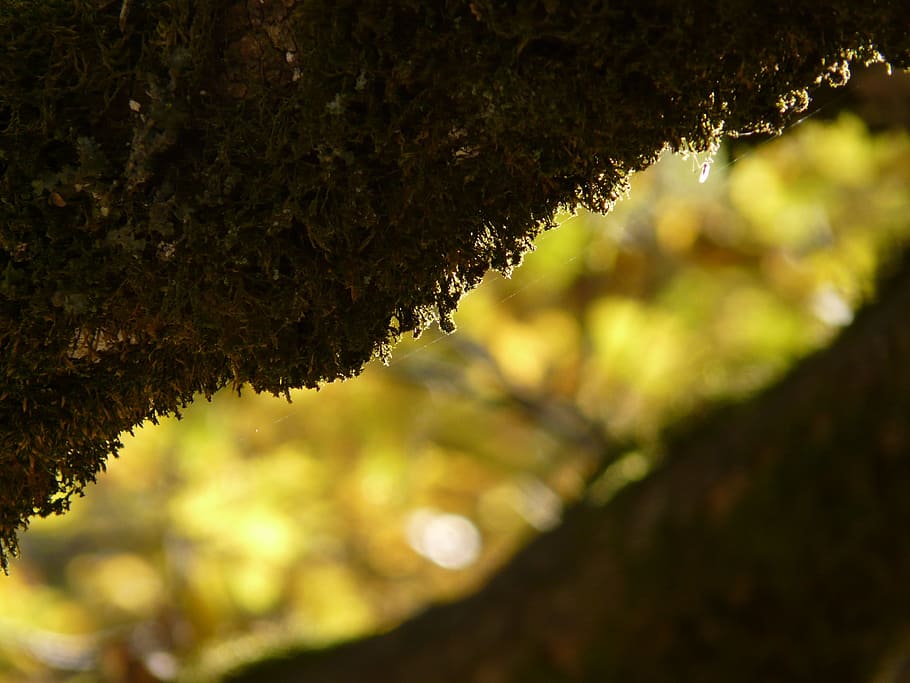 Branch, Moss, Tree, Light, bemoost, shadow, nature, close-up HD wallpaper