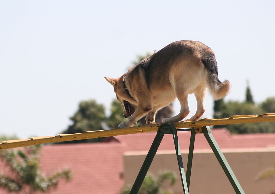 alsation, brave, well behaved, one animal, animal themes, mammal HD wallpaper