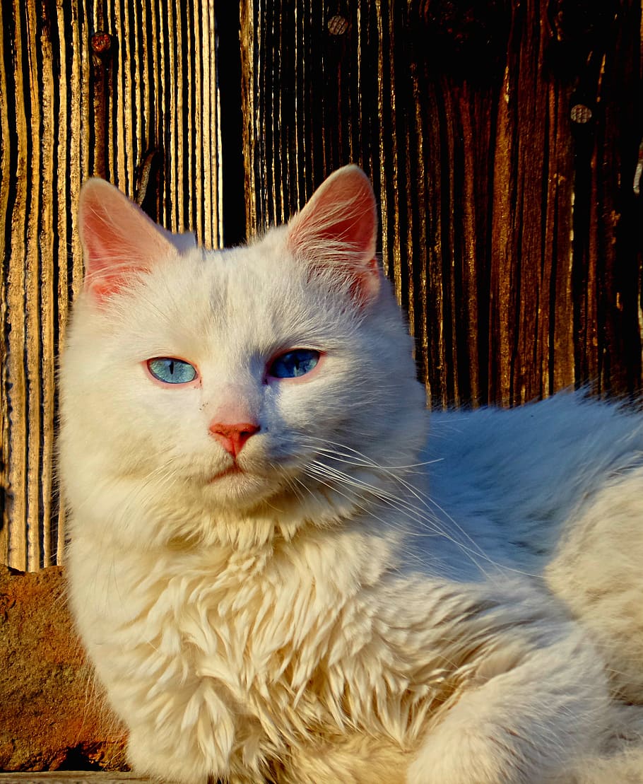 white cat, at the same time, domestic Cat, pets, animal, cute HD wallpaper
