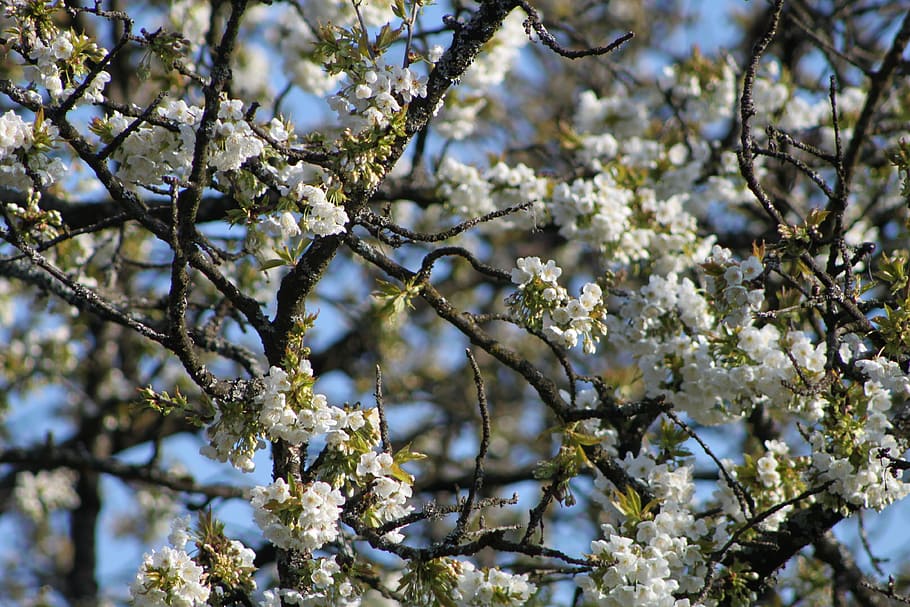 cherry blossom, spring, plant, tree, flowering plant, branch HD wallpaper