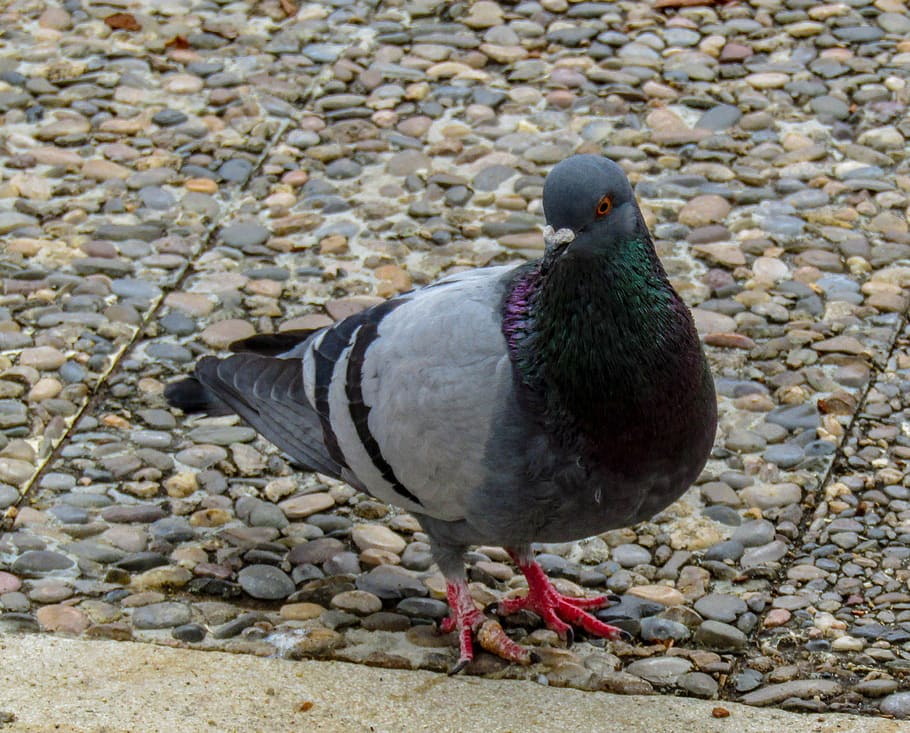 birds, columbidae, nature, animalia, pen, outdoors, wild life, HD wallpaper