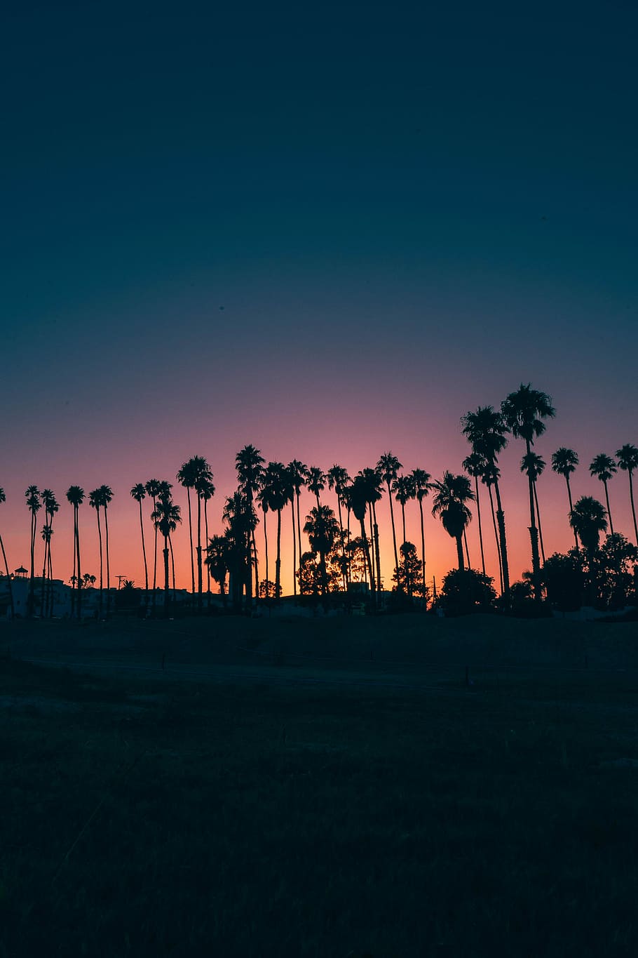 palm trees during sunset, silhouette photography of coconut trees HD wallpaper