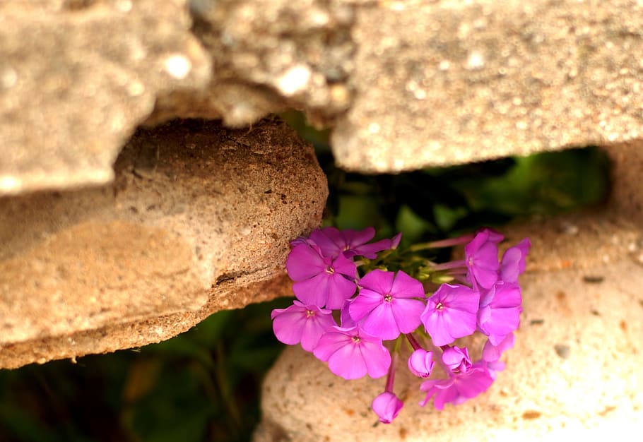 fence, hole, flower, flowering plant, close-up, nature, freshness HD wallpaper
