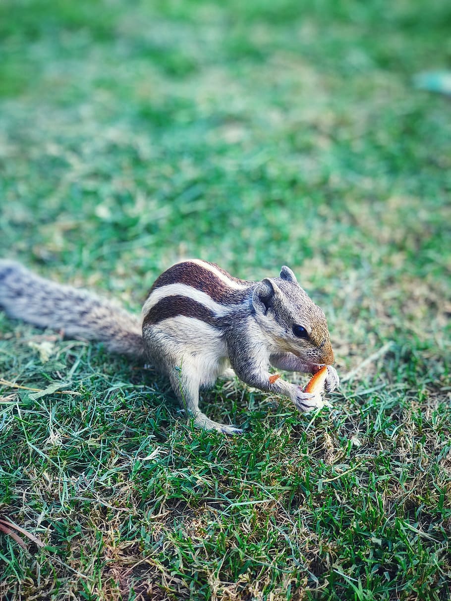 squirrel, nature, cute, adorable, mammal, eating, creature HD wallpaper