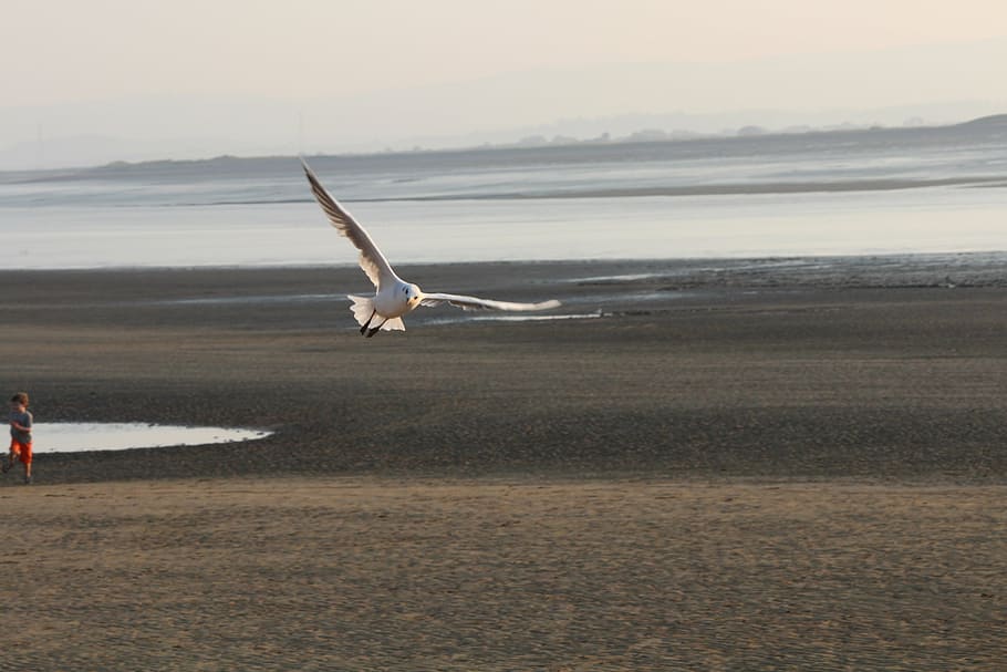 gull, flight, beach, ebb, england, animals in the wild, flying HD wallpaper