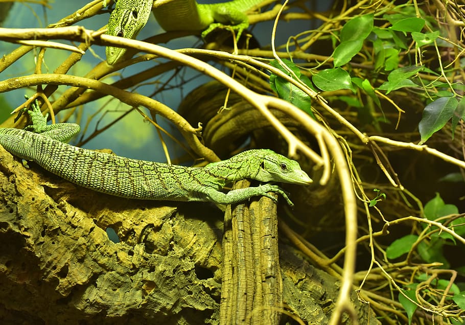 lizard, green, reptile, scale, nature, close, zoo, animal world HD wallpaper