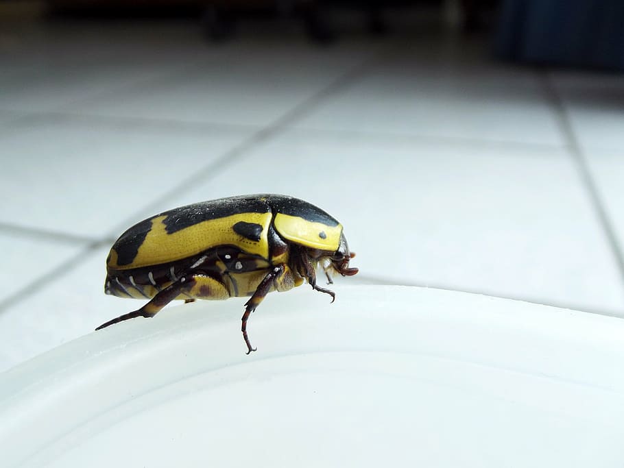 fruit bug, beetle, yellow, big, black, insect, nature, animal HD wallpaper