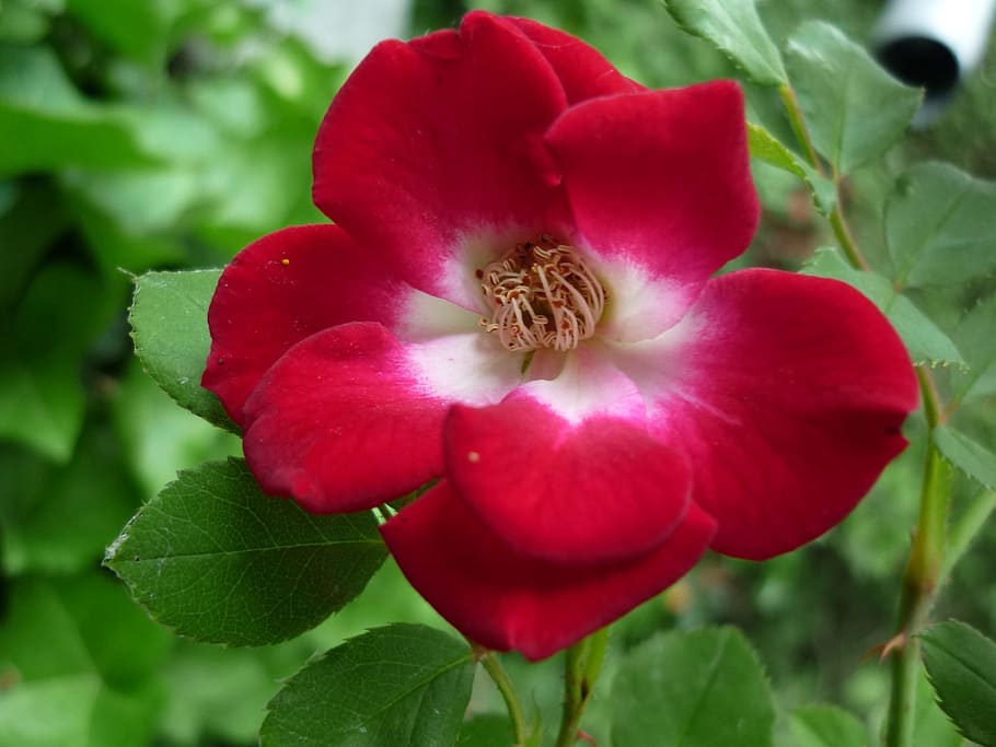 Nature, Blossom, Bloom, rose, bright red, inside, white blob HD wallpaper