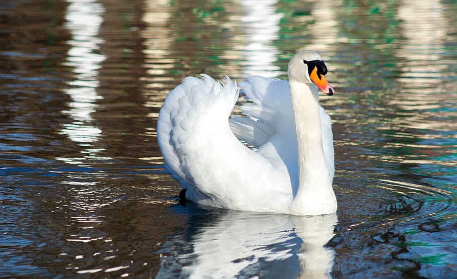 Swan stock photo. Image of lovely, bird, pretty, swimming - 63220376