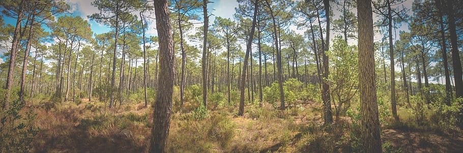 landscape, nature, summer, sun, daylight, environment, forest HD wallpaper