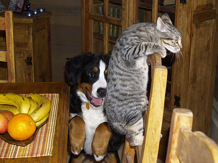 brown tabby cat beside Bernese mountain puppy, pets, playful HD wallpaper